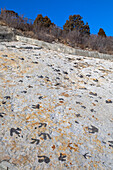 Dinosaur tracks, Dinosaur Ridge, Morrison, Colorado, USA