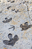 Dinosaur tracks at Dinosaur Ridge, Colorado, USA