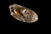 Prehistoric deer tooth, Grotte Mandrin, France