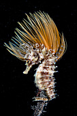 Seahorse on fan worm