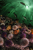 Sea urchins and fish in False Bay, South Africa