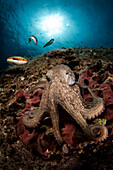 Mediterranean common octopus on a sponge
