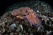 Mediterranean slipper lobster at night