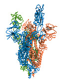 SARS-CoV-2 spike protein open conformation, molecular model