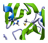 Cysteine protease active site of SARS-CoV-2 main protease
