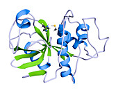 Papain cysteine protease, molecular model