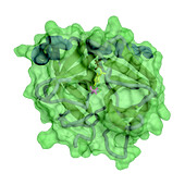Chymotrypsin serine protease, molecular model
