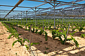 Photovoltaic awning being used to grow crops