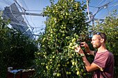Apples grown using photovoltaic awning