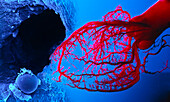 Coronary blood vessels, composite image