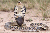 Snouted cobra with hood expanded in threat pose
