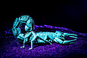 Transvaal thick-tailed scorpion under UV light