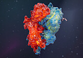 T cell receptor, illustration