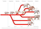 Elephant evolution, illustration