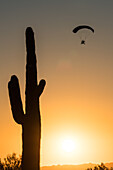 Powered parachute flying over a saguro cactus, USA