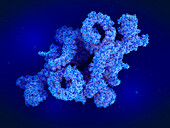 mTORC1 protein complex, illustration