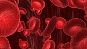 Red blood cells in a human artery, illustration