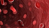 Red blood cells in a human artery, illustration
