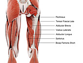 Muscles of the upper leg, illustration