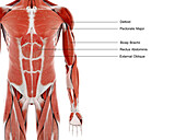 Upper body muscles, illustration