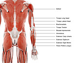 Arm muscles, illustration