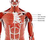 Upper body muscles, illustration