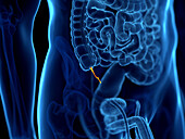 Human appendix, illustration