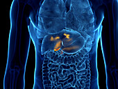 Human gallbladder, illustration