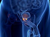 Human prostate, illustration