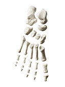 Foot bones, illustration