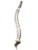Spine segments, illustration