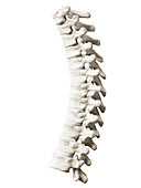 Thoracic spine, illustration