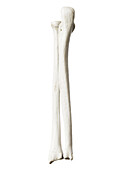 Ulna and radius, illustration