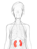 Elderly woman's kidneys, illustration