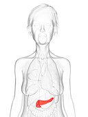 Elderly woman's pancreas, illustration