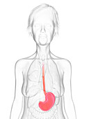 Elderly woman's stomach, illustration