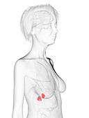 Elderly woman's adrenal glands, illustration