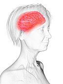 Elderly woman's brain, illustration