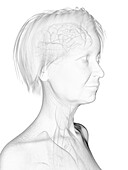 Elderly woman's head anatomy, illustration