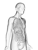 Elderly man's internal organs, illustration