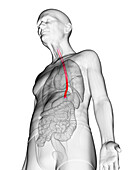 Elderly man's esophagus, illustration