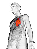 Elderly man's heart, illustration