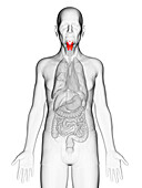 Elderly man's larynx, illustration