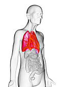 Elderly man's lungs, illustration