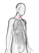 Elderly man's thyroid, illustration