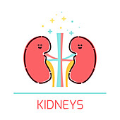 Healthy kidneys, conceptual illustration