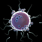 Human egg cell and sperm, illustration