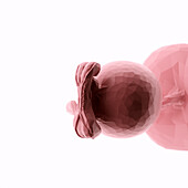 Human fetus at week 5, abstract illustration