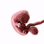 Human fetus at week 7, abstract illustration