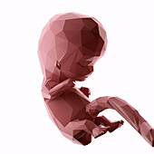 Human fetus at week 9, abstract illustration